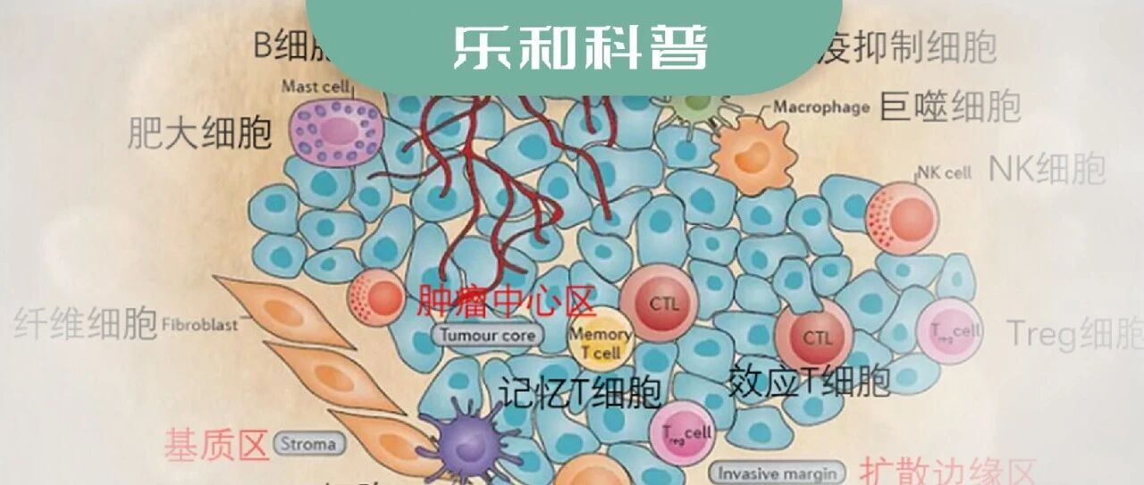 How hard does the immune system work to eliminate tumor cells? Click to view the 